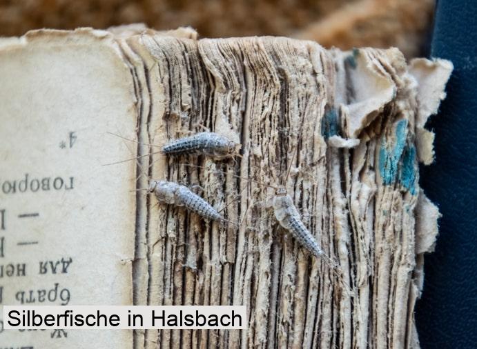 Silberfische in Halsbach